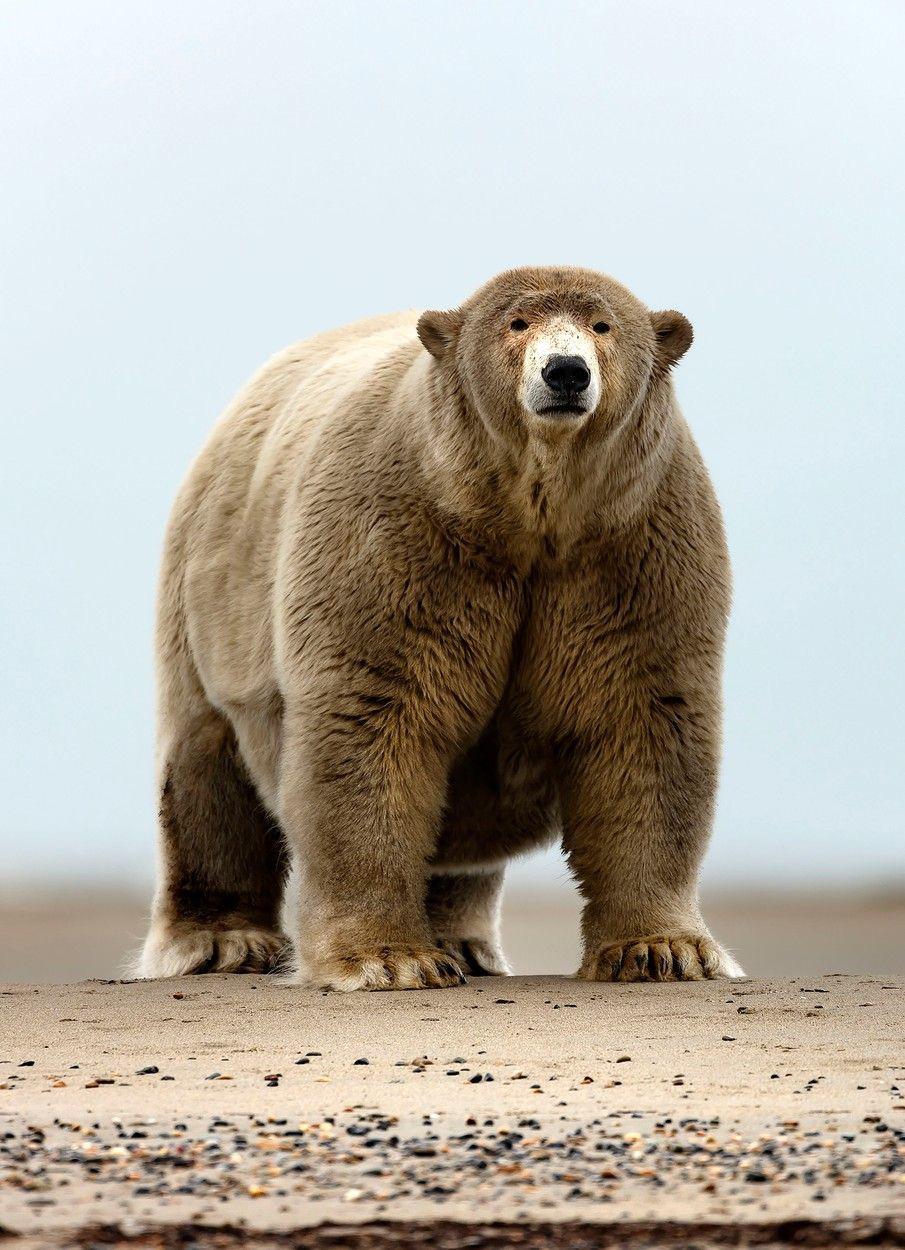 Giant Bear
