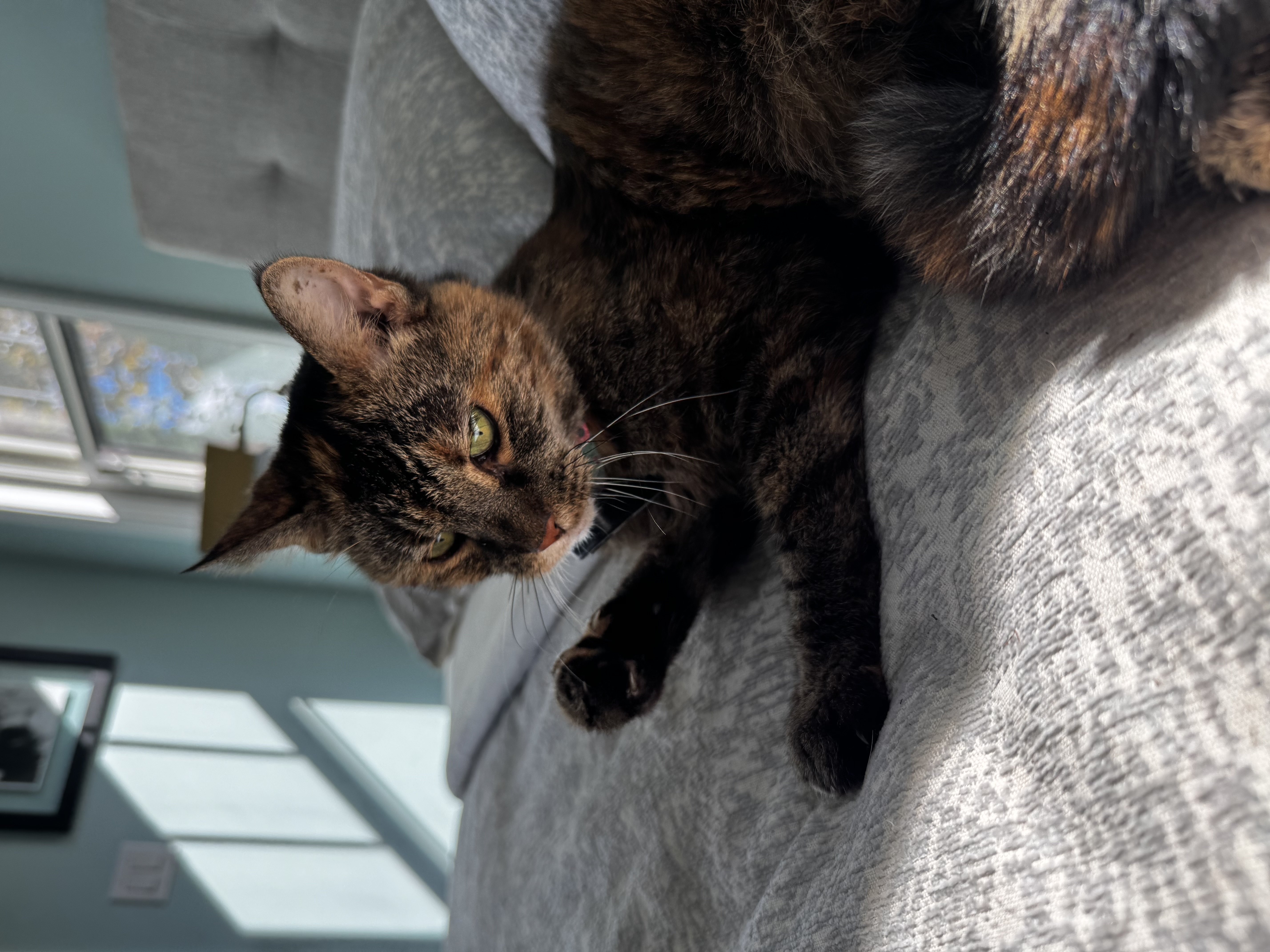 Cat on bed